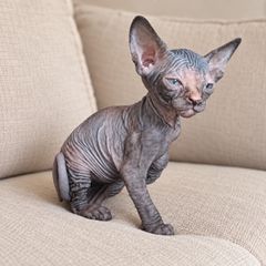 Θηλυκό Sphynx 2 Μηνών από Καθαρόαιμους Γονείς