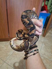 Ball python