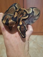 Ball python-thumb-1