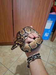 Ball python-thumb-2
