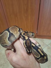 Ball python-thumb-3