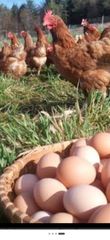 ΠΟΥΛΑΔΕΣ για αυγα 4.5 μηνων-thumb-3