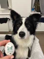 border collie