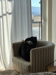 border collie-thumb-2