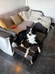border collie-thumb-3