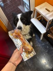 border collie-thumb-4