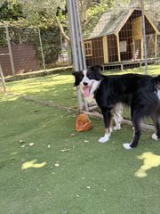border collie-thumb-5