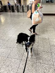 border collie-thumb-6