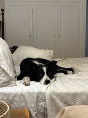 border collie-thumb-7