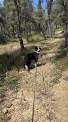 border collie-thumb-8