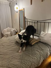 border collie-thumb-9