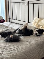 border collie-thumb-10