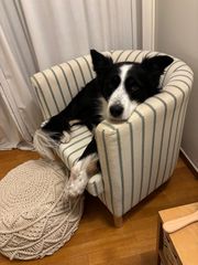border collie-thumb-11