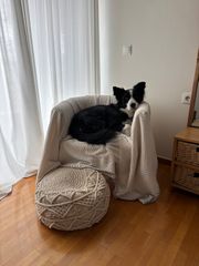 border collie-thumb-12