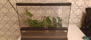 Terrarium για ερπετά και αμφίβια