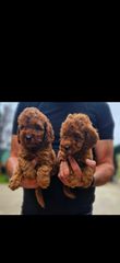 Poodle toy