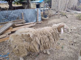 Κριάρι 20 μηνών