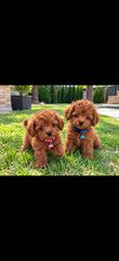 Poodle toy-thumb-1