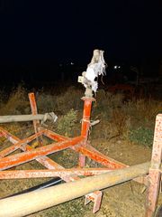 Γεωργικό 2008 καρουλια ποτισματος-thumb-4