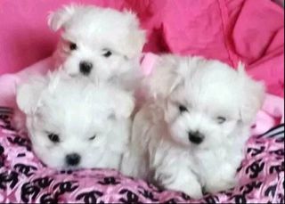 Μαλτέζ-μίνι / Maltese-mini