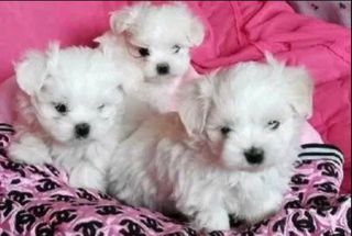 Μαλτέζ-μίνι / Maltese-mini-thumb-1