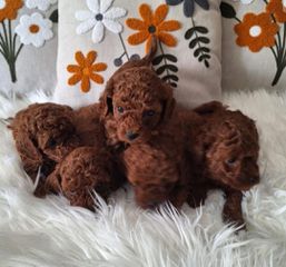μίνι κανίς / poodle-toi-thumb-1