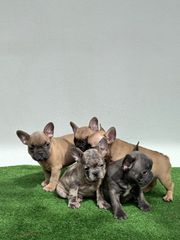 ΓΑΛΛΙΚΟ ΜΠΟΥΛΝΤΟΓΚ -FRENCH BULLDOG-thumb-1