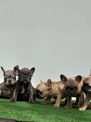 ΓΑΛΛΙΚΟ ΜΠΟΥΛΝΤΟΓΚ -FRENCH BULLDOG-thumb-2
