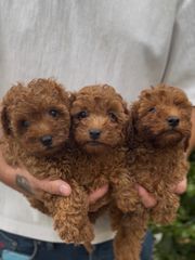 Poodle toy mini