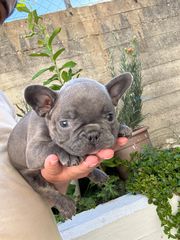 ΓΑΛΛΙΚΟ ΜΠΟΥΛΝΤΟΓΚ -FRENCH BULLDOG-thumb-1