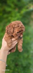 Poodle Toy Red-thumb-1