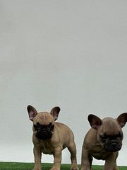 ΓΑΛΛΙΚΟ ΜΠΟΥΛΝΤΟΓΚ - FRENCH BULLDOG