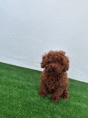 POODLE TOY RED