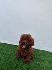 POODLE TOY RED-thumb-1