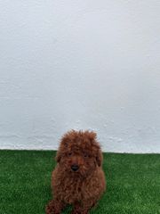 POODLE TOY RED-thumb-2