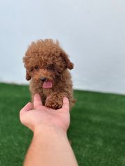 POODLE TOY RED-thumb-3