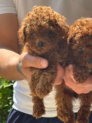 POODLE RED TOY