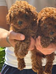 POODLE RED TOY-thumb-1
