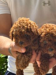 POODLE RED TOY-thumb-2