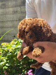 POODLE RED TOY-thumb-3