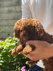 POODLE RED TOY-thumb-4