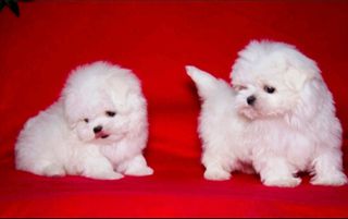Μαλτέζ-μίνι / Maltese-mini