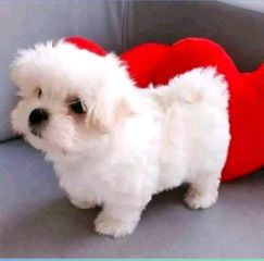 Μαλτέζ-μίνι / Maltese-mini