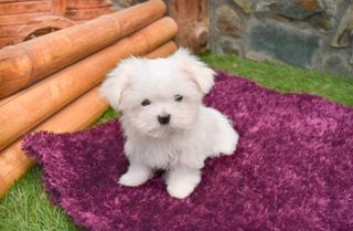 Μαλτέζ-μίνι / Maltese-mini