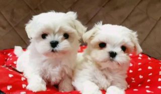 Μαλτέζ-μίνι / Maltese-mini