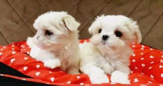 Μαλτέζ-μίνι / Maltese-mini-thumb-1