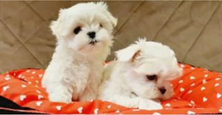 Μαλτέζ-μίνι / Maltese-mini-thumb-2