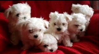 Μαλτέζ-μίνι / Maltese-mini