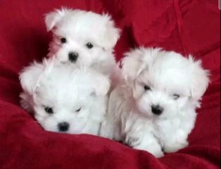 Μαλτέζ-μίνι / Maltese-mini-thumb-1