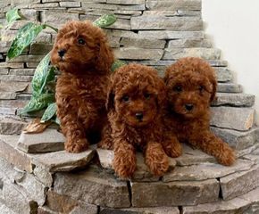 μίνι κανίς / poodle-toi-thumb-1